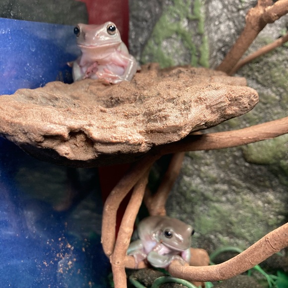 Meet Caitlin & her babies - Picture 5 of 8